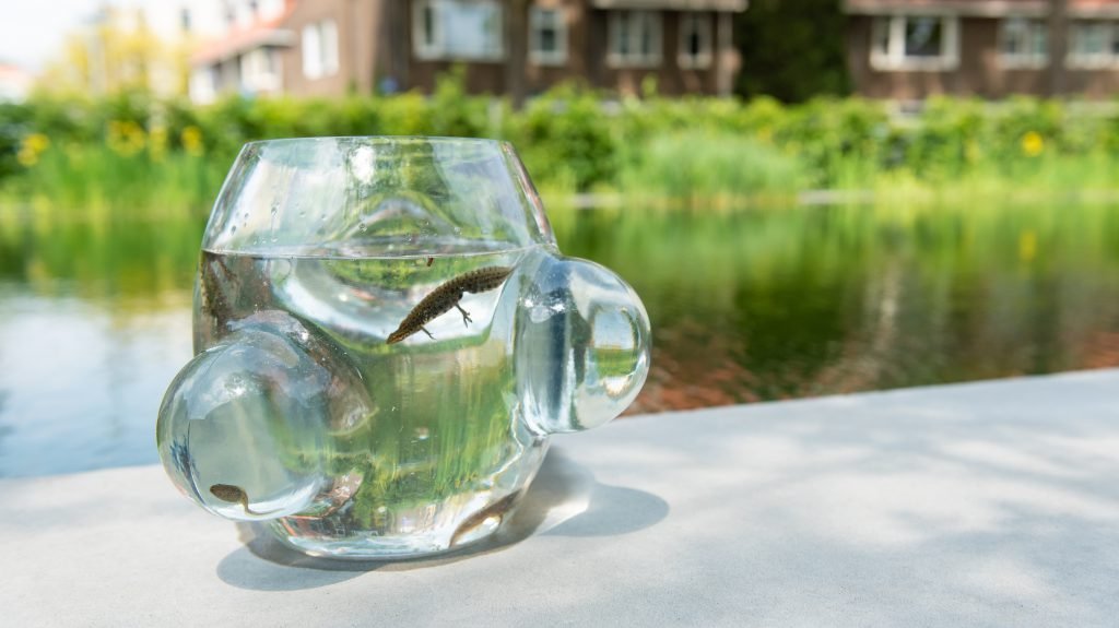 Weltevree Local Habitat - Afbeelding 8