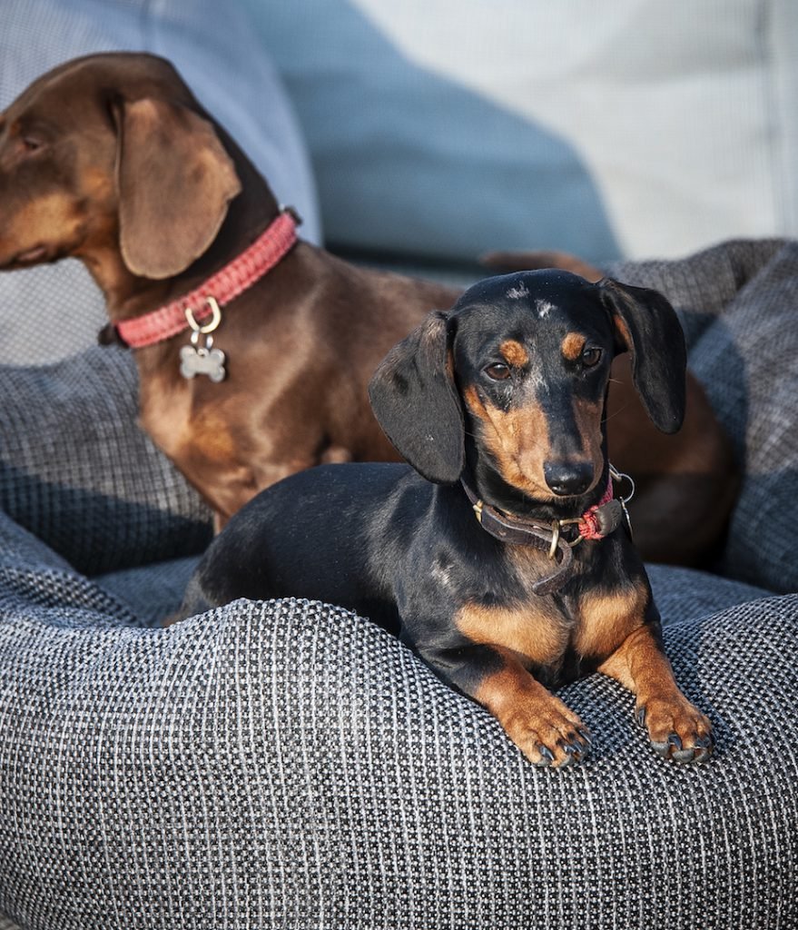 Roolf Dotty XL Club Corner - Afbeelding 4